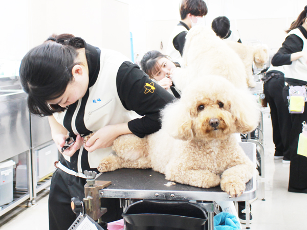 お客様のトリミング、奮闘中！